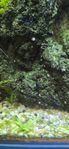 neocaridina blue diamond 
