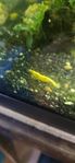 neocaridina yellow stripe