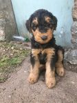 Airedaleterrier hanvalp