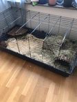 Marsvin med bur och tillbehör