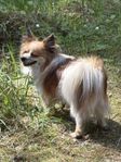 Hund