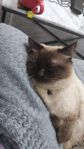 Min fina ragdoll 