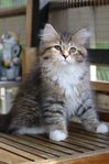 Sibirisk katt m Stamtavla