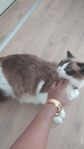 mina fina ragdoll katt 