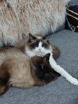 mon fina ragdoll katt 