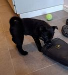 Valp av rasen Norsk Älghund Svart från Laxfjällets kennel