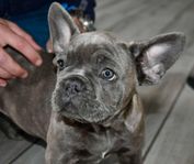 fransk bulldog valpar