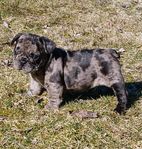 fransk bulldog valpar