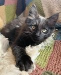 Vackra kattungar Maine coon 
