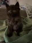 kattungar