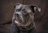 American Bully 