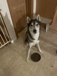 Två Alaskan Husky-hanar söker aktivt hem – Akkio & Haddo