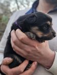 Mysig valp Finsk lapphund 