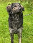 Labradoodle