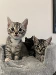 kattungar