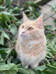 söker ett kärleksfullt hem till min katt under sommaren