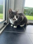 Katt hane, Leo