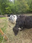 Yakar