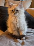 Neva Masquerade/Ragdoll kattungar