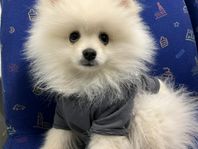 Pomeranian, 5m hane