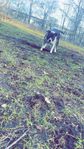 Amstaff tik 