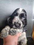 Engelsk Cocker Spaniel 