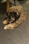 Shihtzu/LhasaApso valp