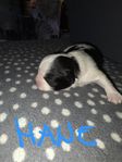 Shih-tzu/lhasa apso 