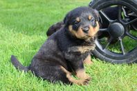 renrasiga rottweiler valpar