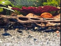 Neocaridina Räkor, SuperBlue! ASLÄCKRA!