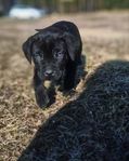 Cane Corso valp m stamtavla - snart leveransklar 