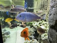 Pseudotropheus socolofi, “Powder Blue Cichlid” ili “Pi