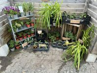 Plantor ,blommor , grönsaksplantor 