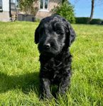Multigenerations labradoodle hane