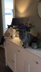 Luna & Shadie söker nytt hem 