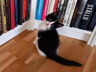 Kattungar finnes i Falun