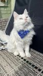 norskskog/ragdoll katt