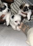 Chihuahua/papillon valpar 