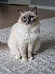 Ragdoll hona söker nytt hem –  2 år gammal