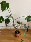 Monstera 