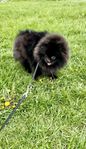 Pomeranian valp