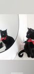 Katt som söker tillfälligt hem