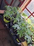 Fina tomatplantor olika sorter 