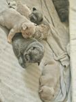 Fransk bulldog valpar (Fluffy)