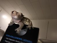 Ögonfransgecko hona pinstripe