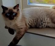 Ragdoll-katt