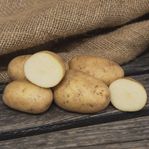 matpotatis att sätta?