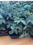 Tomatplantor