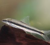 siamesiska algätare /ancistrus 