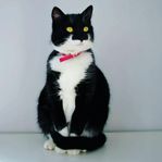 Världens mysigaste katt. 